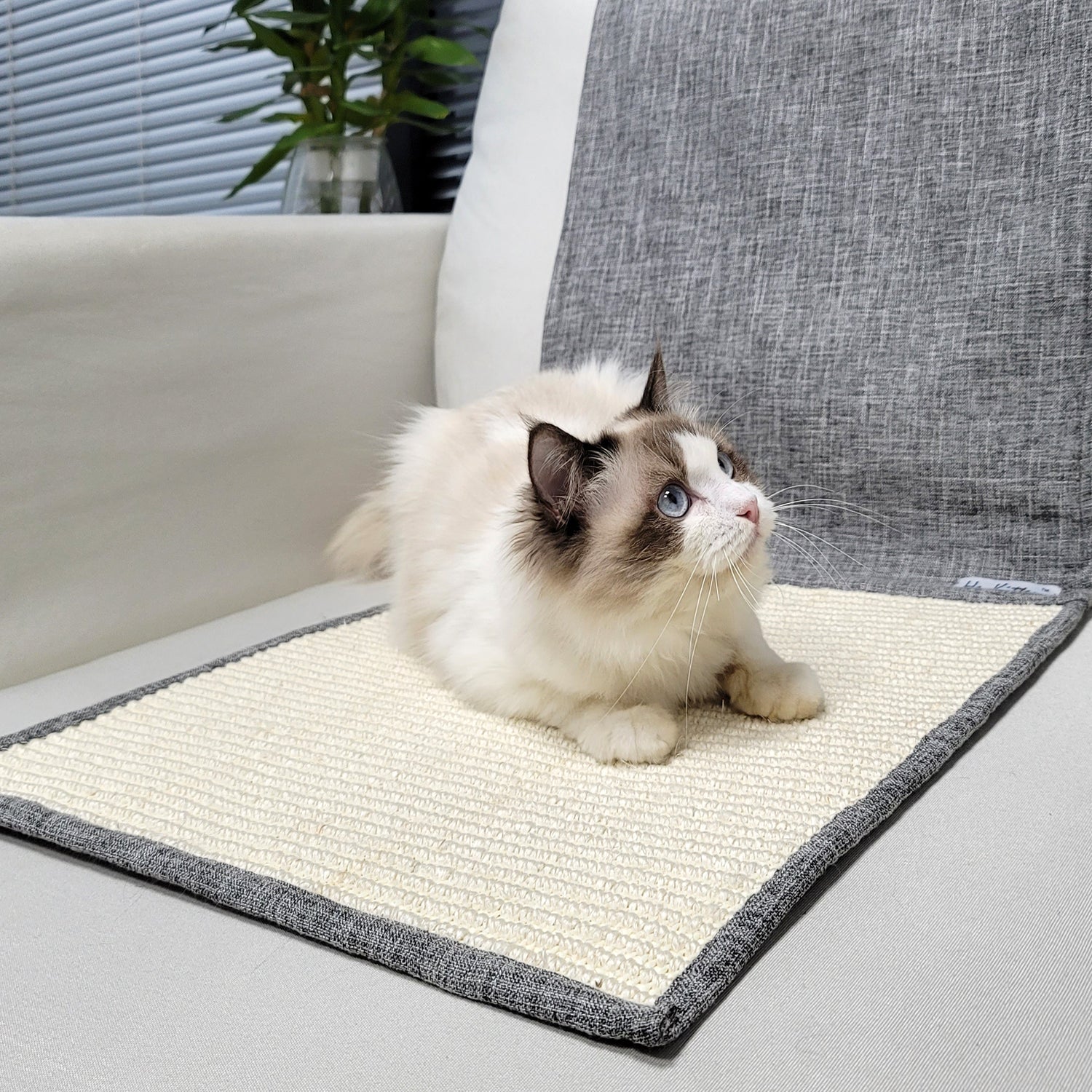 Cat scratch clearance pads for couch